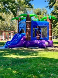 Purple Palm tree combo dry